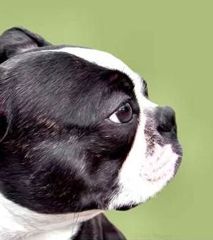 TERRIER DE BOSTON